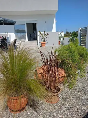 a group of potted plants in front of a house at Blue Sky Villa in Kalithies