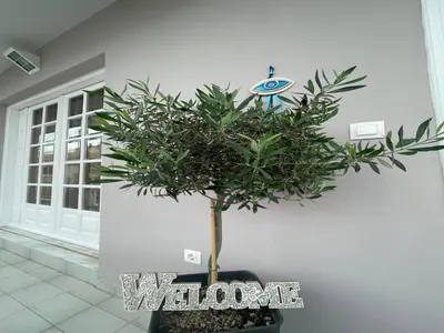 a potted tree in a room next to a wall at Summer Diamond in Kremasti