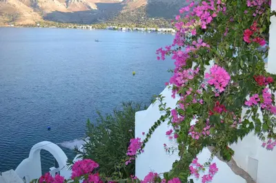 a bunch of flowers on a white wall near the water at ILIDI Rock in Livadia