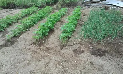 a row of green plants in a dirt field at Milios Studios in Megálon Choríon