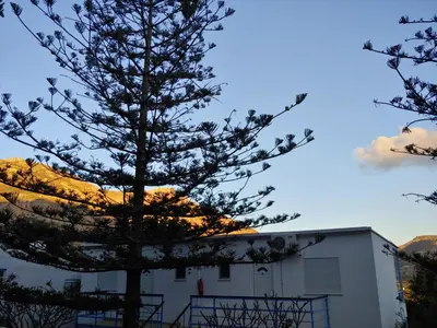 a pine tree in front of a building at Milios Studios in Megálon Choríon