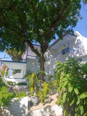 a white house with a tree in front of it at Milios Studios in Megálon Choríon