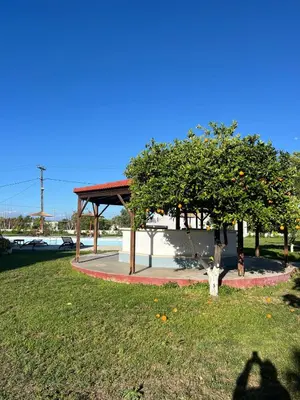 an orange tree in front of a bus stop at Ayit Hotel in Theologos