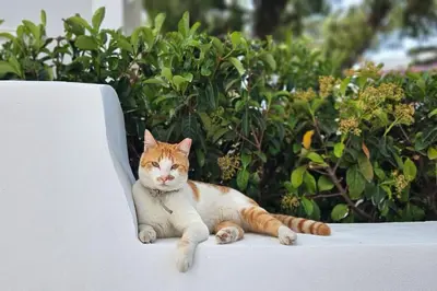 an orange and white cat laying on a white bench at MINT in Rhodes Town