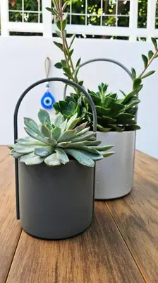 two potted plants sitting on a wooden table at MINT in Rhodes Town