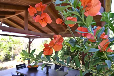 a plant with orange flowers on a table at Ibiscus Cottage in Paradisi near the Beach in Paradeísion