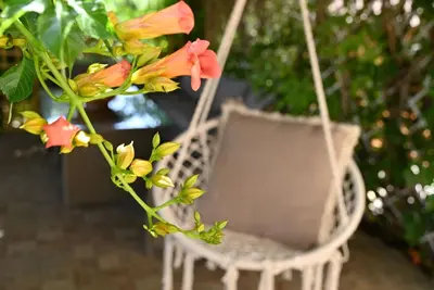 a swinging chair with flowers growing out of it at Ibiscus Cottage in Paradisi near the Beach in Paradeísion
