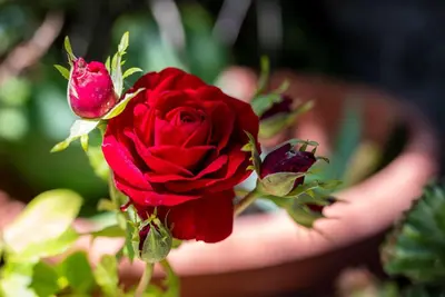 a red rose with a persons hand holding it at Ibiscus Cottage in Paradisi near the Beach in Paradeísion