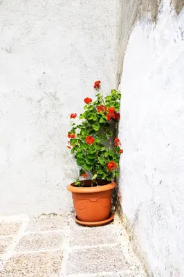 an orange pot with red flowers sitting next to a wall at Stefanis Relis House in Archangelos