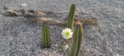a cactus with a white flower in the middle at Mountain View Bungalows Dimilia in Phanaes