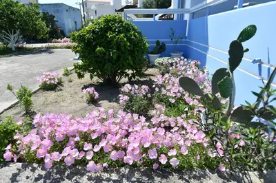 a garden of pink flowers in front of a blue building at Blue Serenity Apartment 5 in Ialyssos