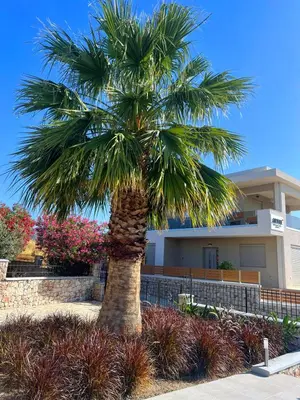 a palm tree in front of a building at ARYVE Townhouse Rhodos mit Akropolis- und Meerblick sowie Jacuzzi und tollen Sonnenterrassen und Garten in Malona Village