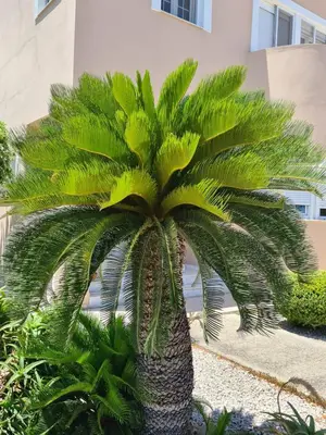 a palm tree in front of a building at Lambou Beach Sunset in Soroni