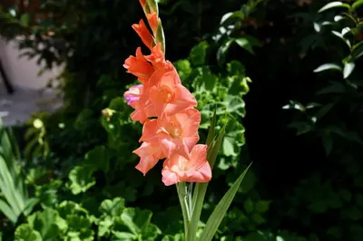 a bunch of orange flowers on a green plant at Elli's Private House in Ialyssos