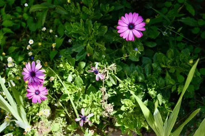 a group of purple flowers in a garden at Elli's Private House in Ialyssos