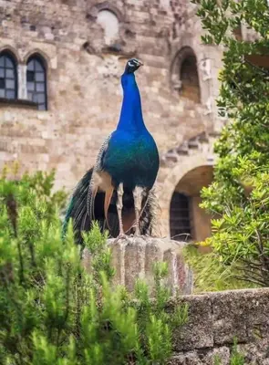 a peacock standing on a wall in front of a building at Golden Sand 2 in Ialyssos