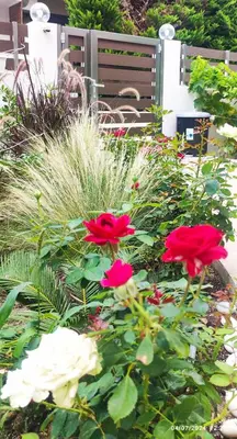 a garden with red and white flowers and a bench at Villa Marina apartment Jasmine in Ixia