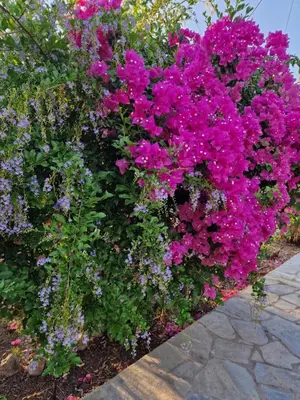 a bunch of purple flowers in a garden at ANiko in Kolimbia