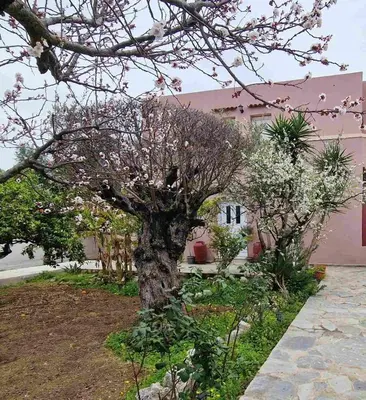 a tree in a yard in front of a pink building at ANiko in Kolimbia