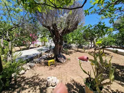 a tree in the middle of a park with a playground at ANiko in Kolimbia