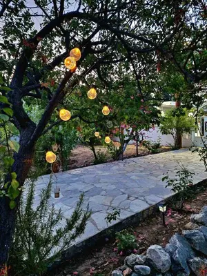 a tree with a string of oranges hanging from it at ANiko in Kolimbia
