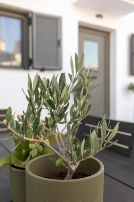 a plant in a pot sitting on a table at Villa Basilio in Gennadi