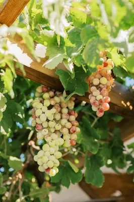 a bunch of green grapes hanging from a tree at La Casetta della Nonna in Lardos