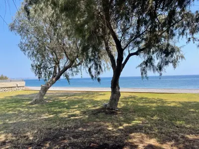 two trees in a field next to the beach at Kiotari Dream beachfront villa in Gennadi