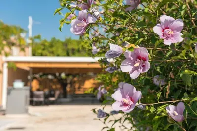 a bunch of purple flowers on a bush at Casa Olive Gennadi in Gennadi