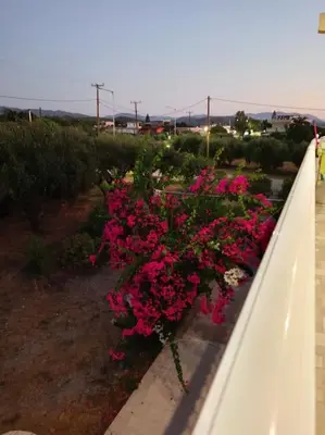 a bunch of pink flowers on a balcony at kiki and cocos beach house in Theologos
