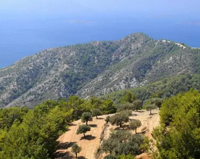 a view of a mountain with trees and bushes at Rustic House Smaro in Émbonas