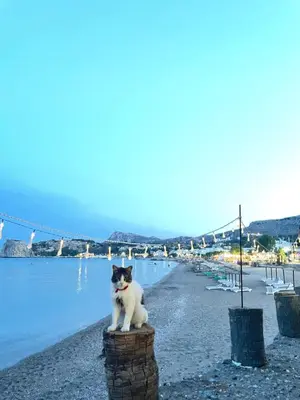 a black and white cat sitting on a pole on a beach at Álas Holiday Home in Archangelos