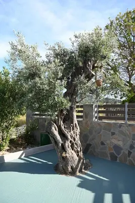 a large tree in front of a stone wall at Myrteni guesthouse in Ialyssos
