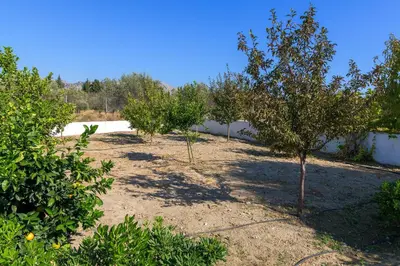 a row of apple trees in a yard at Villa Galini in Haraki