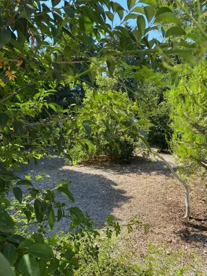 a garden with trees and gravel and plants at Summerhouse Marianna in Ixia