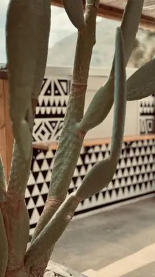 a close up of a cactus in front of a building at LA Casa Di Lusso Casa N1 Adults Only in Kolimbia