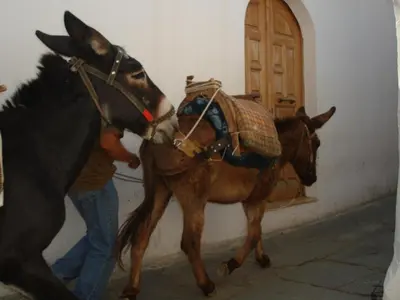 a man standing next to a horse next to a door at Villa Elena in Líndos