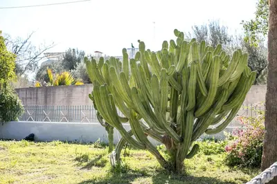 a cactus plant in a garden in a yard at Malibu Villa in Kremasti