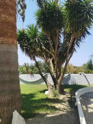 a couple of palm trees in a yard at Malibu Villa in Kremasti