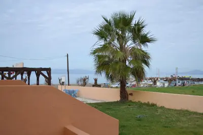 a palm tree sitting next to a wall next to a tree at To Akrogiali in Phanaes