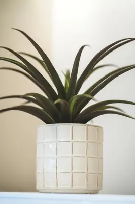 a plant in a white vase sitting on a table at Alter Ego Cozy Corner in Rhodes Town