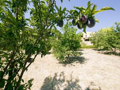 a bunch of fruit hanging from a tree at Villa Russelia in Kalavárda