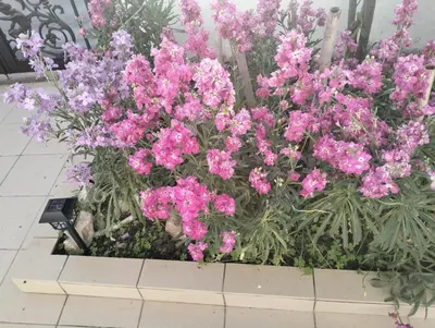 a bunch of pink flowers in a flower box at Tharreni's house in Lindos in vlicha