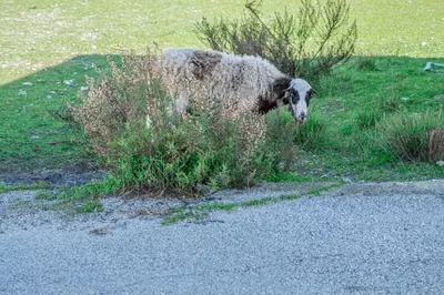 a sheep standing in the grass next to the road at Giannis Place in Arnítha