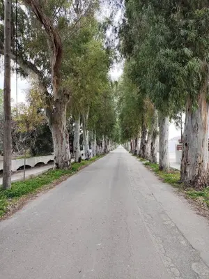 an empty road with trees on either side at Kolymbia home in Kolimbia