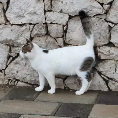 a cat standing next to a stone wall at Kolymbia home in Kolimbia