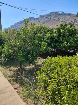 a row of orange trees with mountains in the background at Kolymbia home in Kolimbia