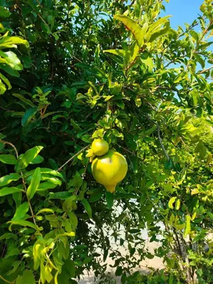 a tree with a bunch of fruit hanging from it at Kolymbia home in Kolimbia