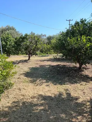 a group of trees in a field with trees at Kolymbia home in Kolimbia