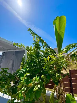 a plant with green leaves next to a building at Rhodes Villa 365 in Rhodes Town